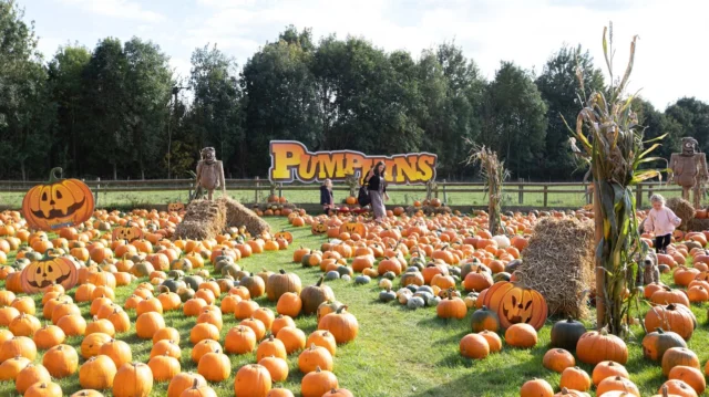 FREE PYO Pumpkin opens 2 weeks today! 🎃

Explore Farmer Phil's Pumpkin Patch, with 1000's of pumpkins to carve, endless amounts of photo opportunities, and unlimited family fun! 🤩

Used code: HALLO35 to save 35% on all day tickets for this halloween!👀

www.twinlakespark.co.uk