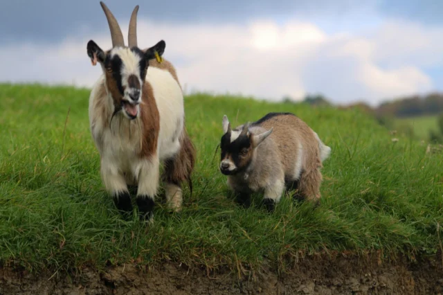 🐐🌍 Happy World Goat Day!

Goats are basically humans with zero shame. 😂

They climb onto the highest thing available just to prove they can… then immediately wonder how to get down.

They follow their favourite friend everywhere while pretending they’re completely independent.

They turn a perfectly peaceful situation into absolute chaos for no reason…

…and then still expect snacks and affection. 😂

👀 Know anyone who sounds familiar? 😂🐐

Meet our goats daily at 3pm for their feed at goat mountain!🚨

#WorldGoatDay #Goats #GoatLife #TooRelatable